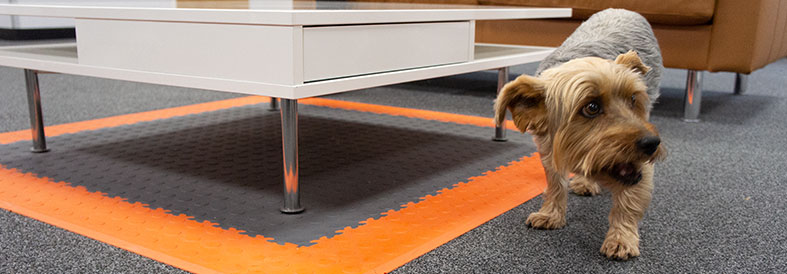 Office dog on Grey, Orange Cointop and Diamond Plate Office Floor Tiles